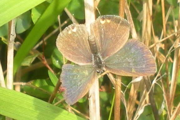 Butterfly in our meadow