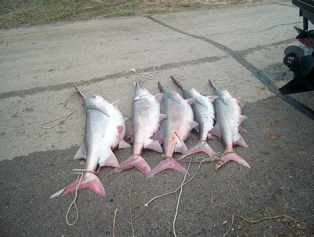 This is What I'm Wanting To See This Weekend - The Great Outdoors