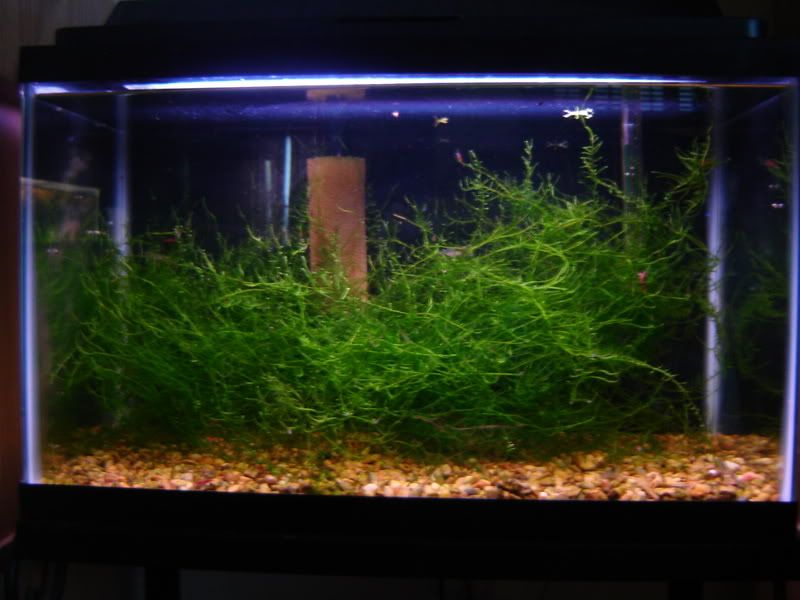 Java Moss