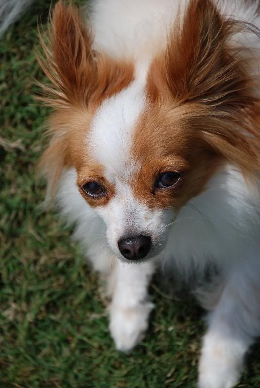 Papillon Chihuahua