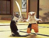 th_karate20cats.jpg
