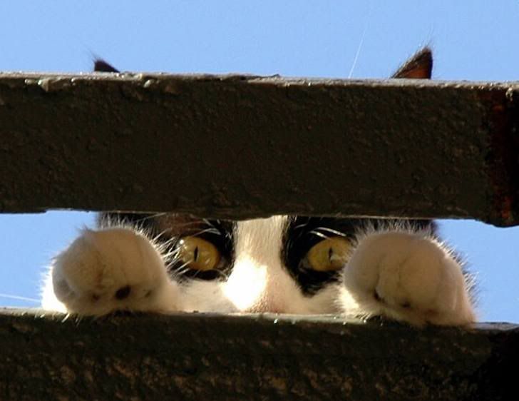 kitten304.jpg?t=1225378716