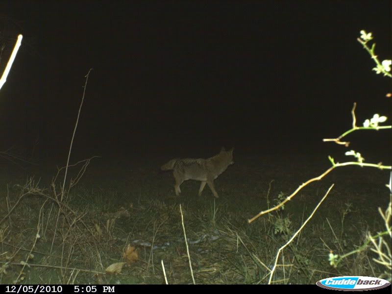 night coyote hunting