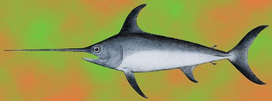 Swordfish