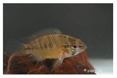 apisto2.jpg