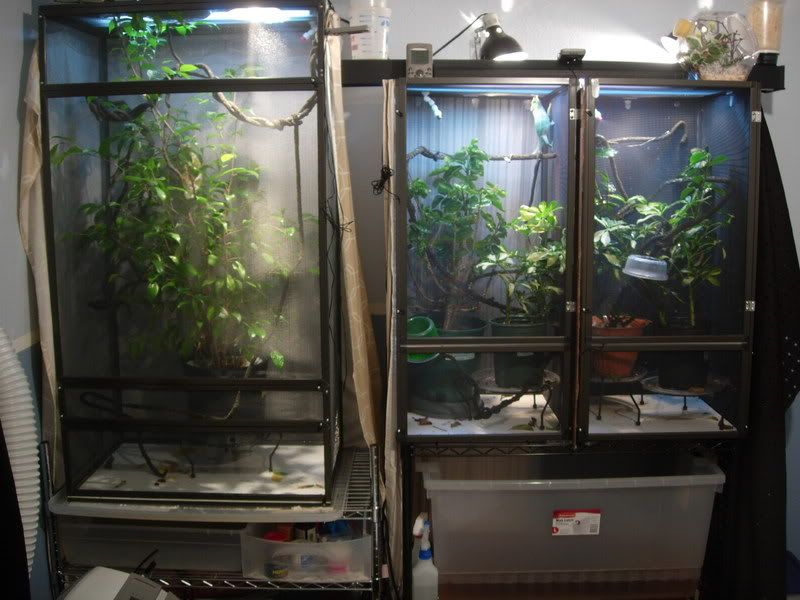 Chameleon Cage Setup