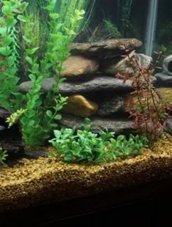 Cichlid-Forum • Changing Mbuna Tank decorations