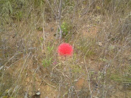 flor vermelha do cerrado Photo Sharing and Video Hosting at Photobucket