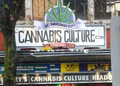 loja da maconha cannabis culture