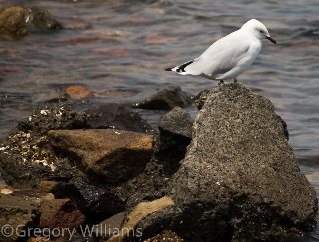IMAGE: http://i41.photobucket.com/albums/e260/Gwind/stockton100-1.jpg