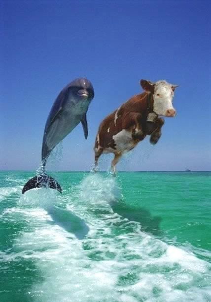 dolphincow.jpg