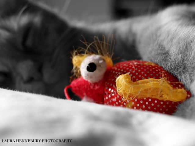 IMAGE: http://i41.photobucket.com/albums/e262/lou2292/miloSIGNED-1.jpg