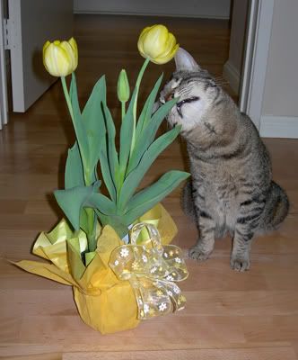 Tulip's garden,Tulip Kitty,Tulip the blind cat