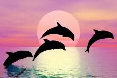 dolphin Pictures, Images and Photos