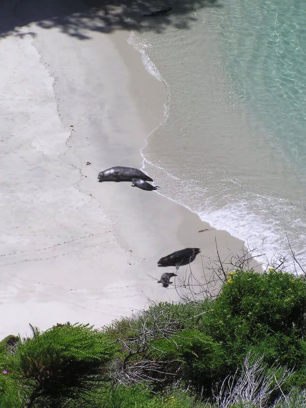 Harbor Seals