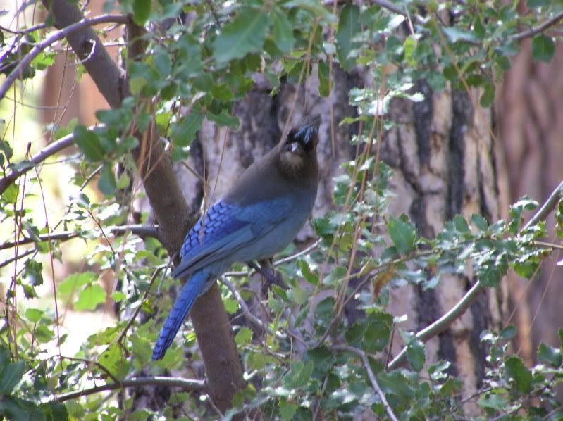 Western Scrub Jay. I think.