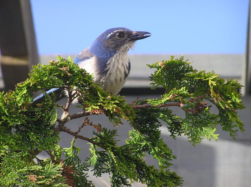 Island Scrub Jay