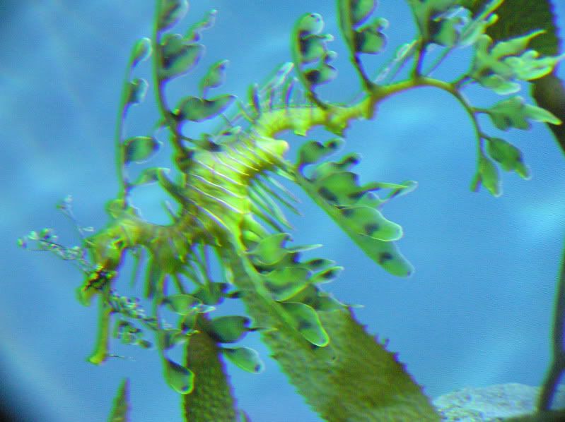 Leafy Sea Dragon