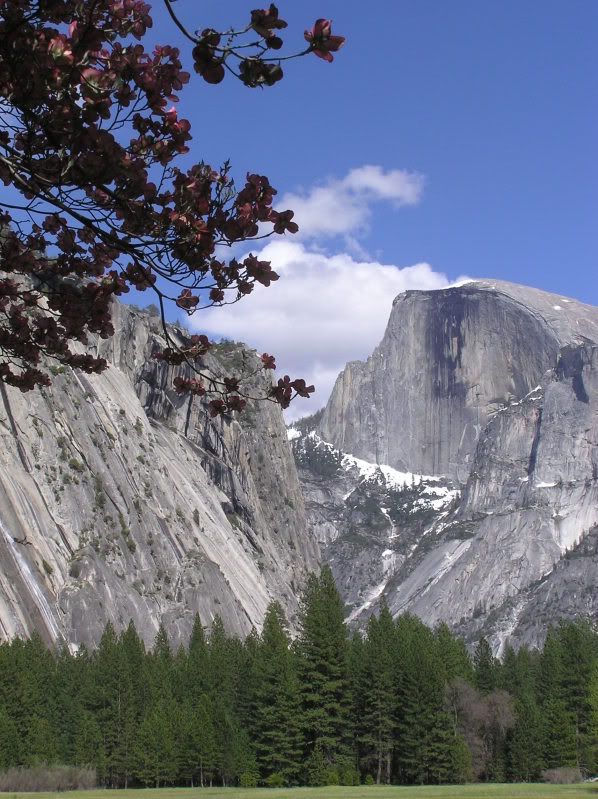 Half Dome and cascade framed by pink dogwood