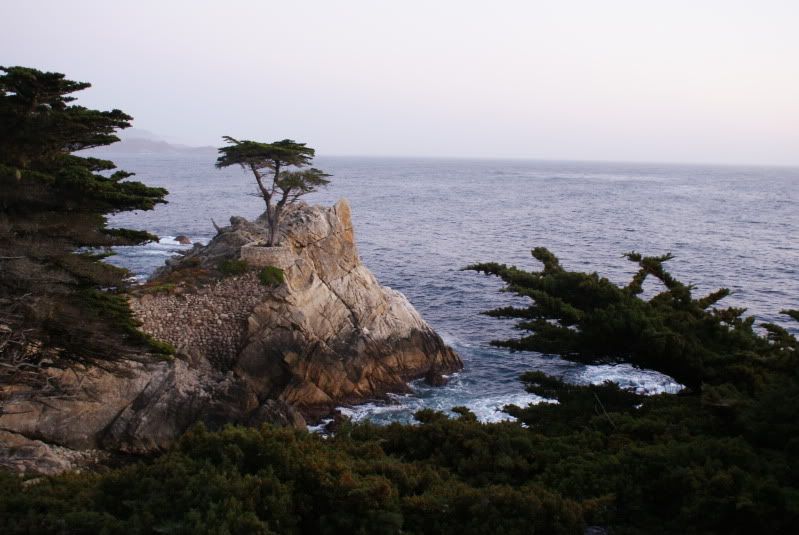 Lone Cypress along 17 Mile Drive, near Pebble Beach CA