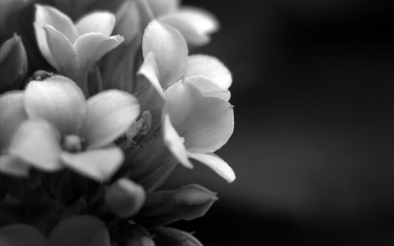 black and white flowers wallpaper. Black and White Flowers 12