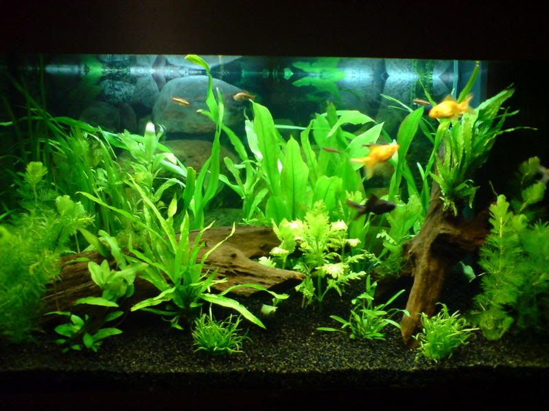 planted goldfish tank. Planted Tank + Goldfish