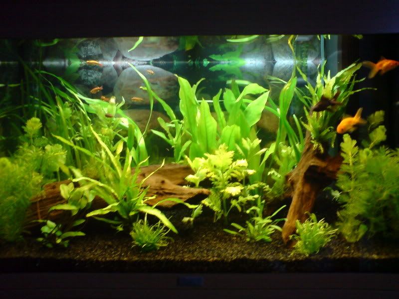 goldfish planted tank. planted goldfish tank.