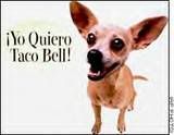 taco bell Pictures, Images and Photos