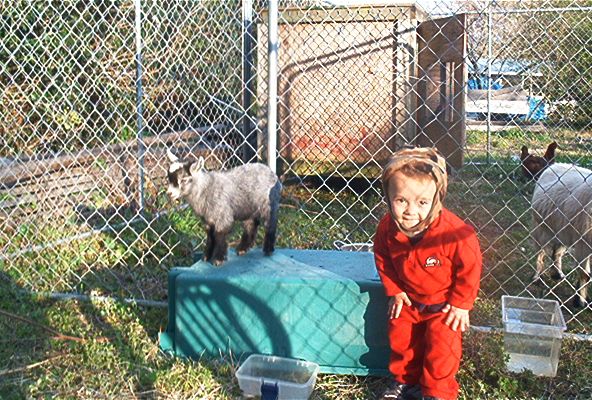 My new pygmy buckling - Goats