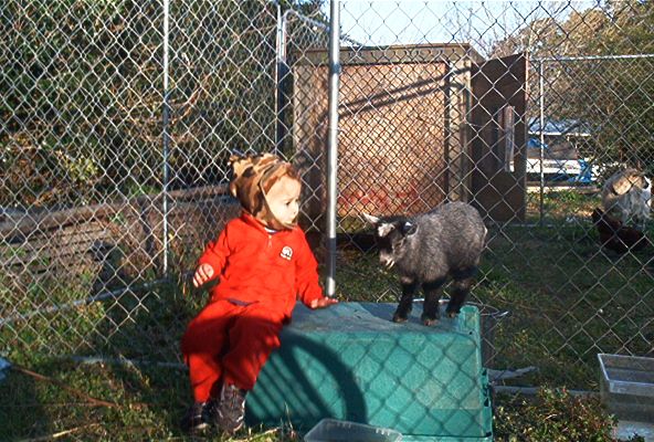 My new pygmy buckling - Goats