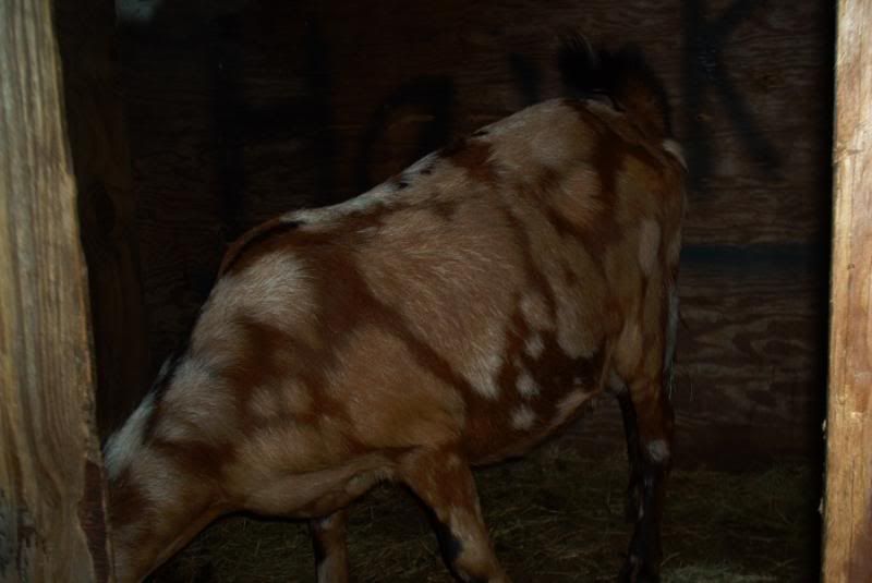 My newest goats plus new doeling born this AM - Goats