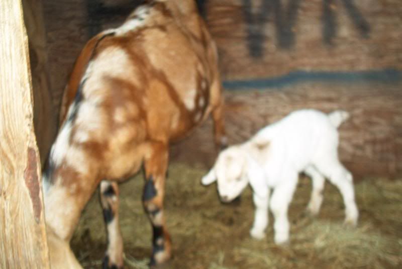 My newest goats plus new doeling born this AM - Goats