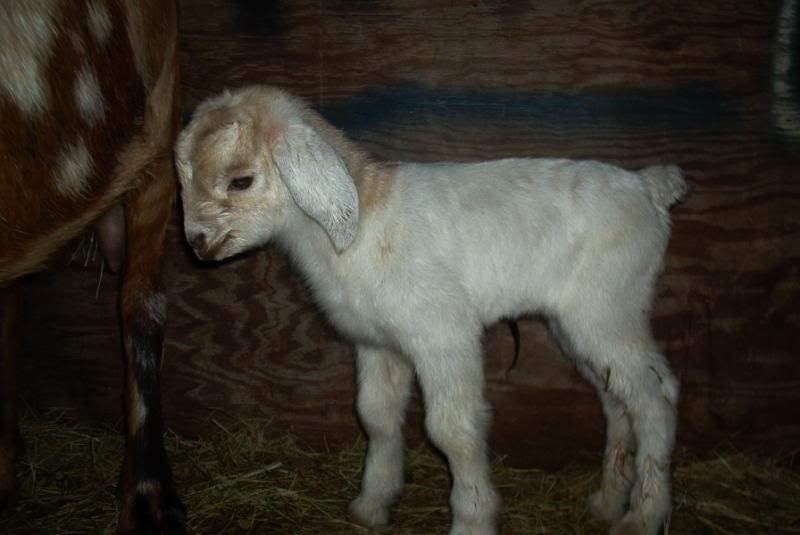 My newest goats plus new doeling born this AM - Goats