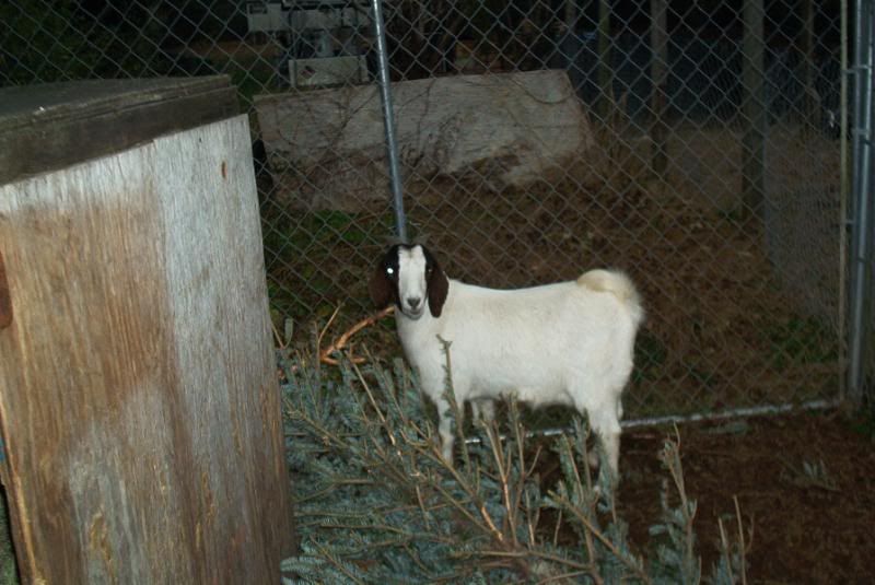 My newest goats plus new doeling born this AM - Goats