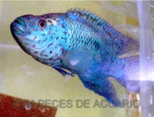 Peces Tropicales