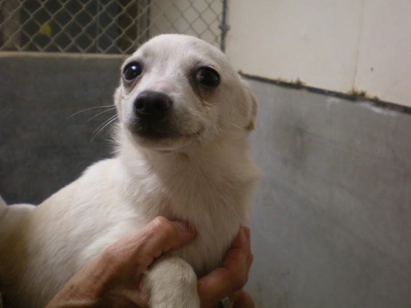 White Chihuahua Teacup