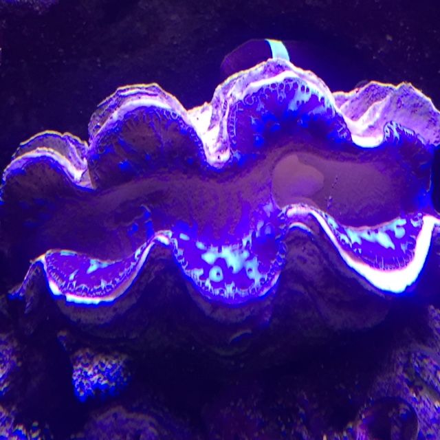 maxima clam gaping