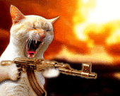 machine gun kitty Pictures, Images and Photos