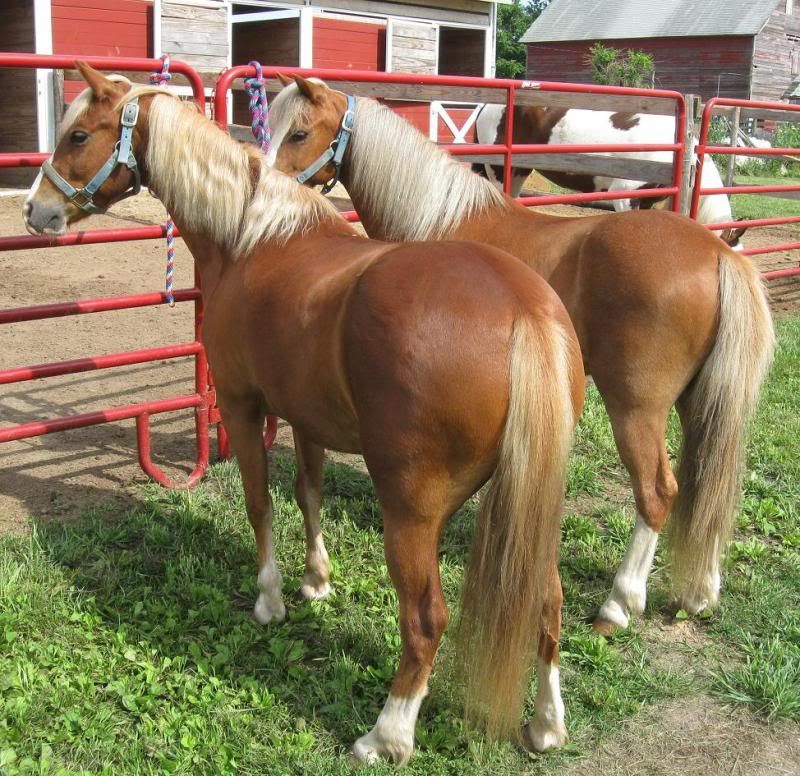 Pony Team For Sale The Horse Forum