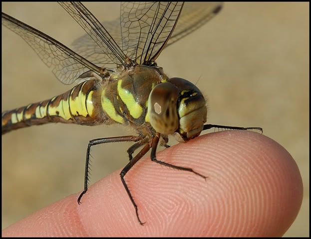 IMAGE: http://i41.photobucket.com/albums/e271/soupdragon2/naughty.jpg