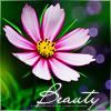 flower_by_D.jpg