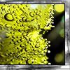 fruit_cocktail_V_by_D.jpg