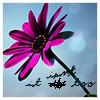 by_D-323.jpg