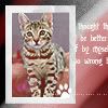Bengal_kitten_.jpg