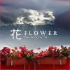 red-flower.jpg
