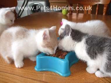 small_4-Beautiful-Kittens-Ready-Now.jpg