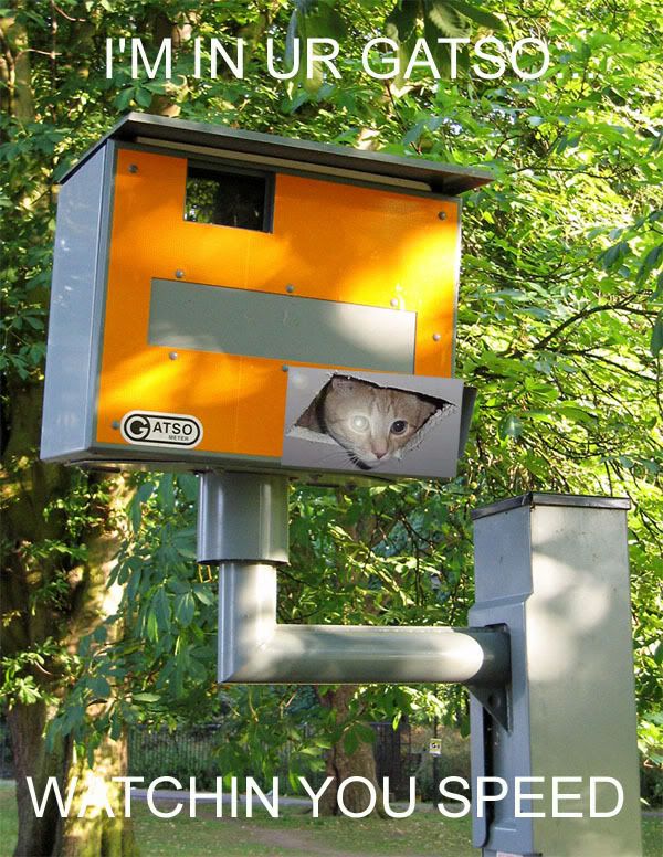 speedcatceiling.jpg