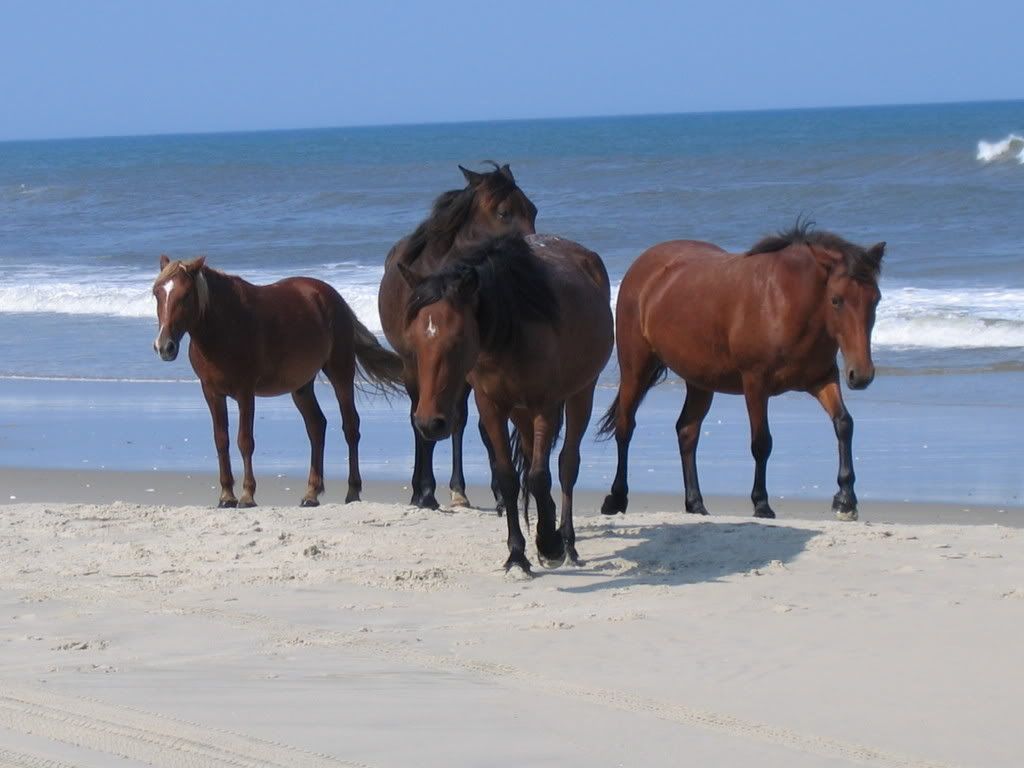 horses-5.jpg on the beach <img class=