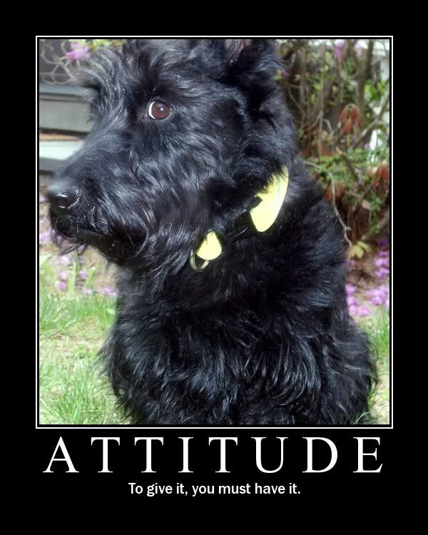 Motivational posters Puppy Forum and Dog Forums