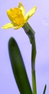 DaffodilforT.jpg